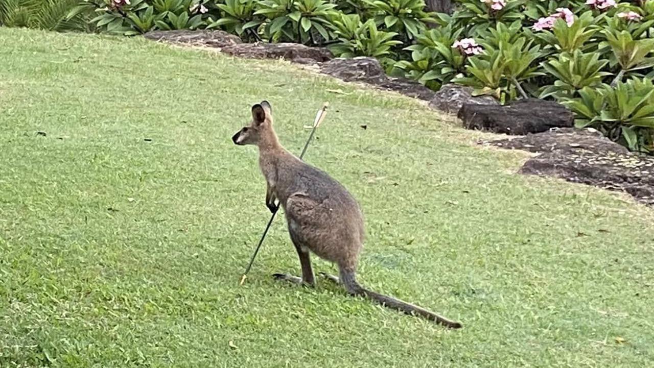 ‘Doing it for fun’: Wallaby impaled by arrow in Southeast backyard