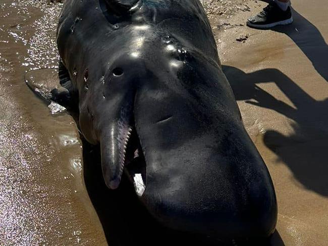 ARE FIND TODAY ON ILLAWARRA COASTAt 9:30am on Thursday 21st of March, we received a call to the ORRCA 24/7 Rescue Hotline from members of the public who witnessed a live whale calf stranded near Windang, on the Illawarra Coast in NSW.Specialist ORRCA Rescue Team Members arrived within 30mins to find the whale calf had sadly passed away.The whale was identified as a sperm whale calf, a deep water species of toothed whale. Sheets were placed over the young whale as to preserve it for necropsy through Taronga Zoo Sydney and NSW National Parks and Wildlife Service, to help gain an understanding as to how it came about to be on the shores at Windang.