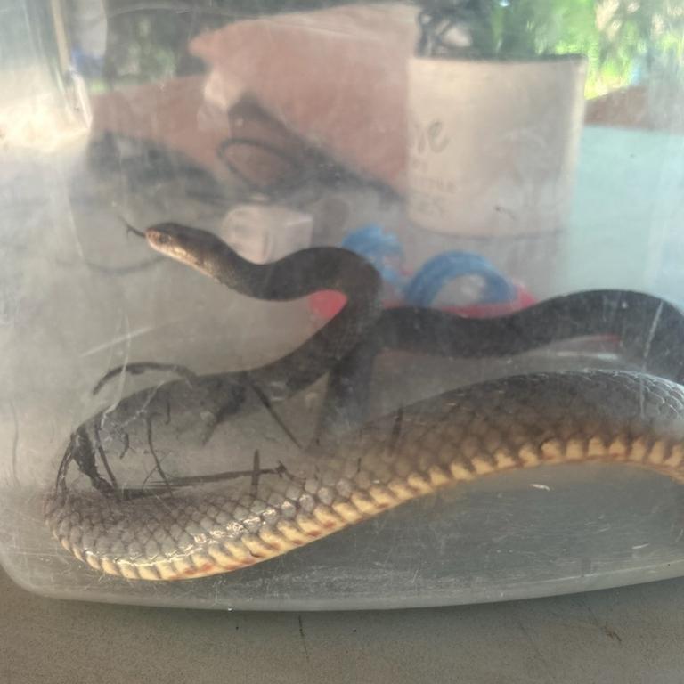 A woman was bitten on the hand by an eastern brown snake after attempting to catch it.