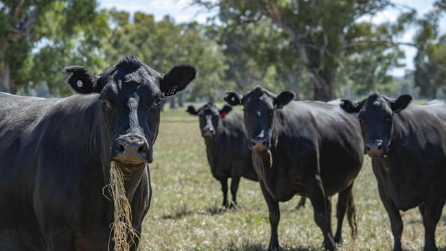 California’s grading system for clean fuels gives natural gas made from cow manure a better score — and much higher subsidies — than a similar gas from landfills. Picture: Zoe Phillips