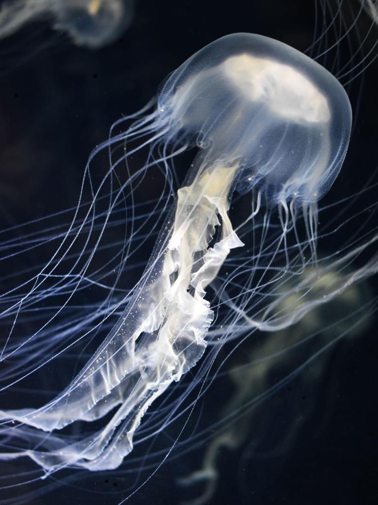 Sea nettles, a type of jellyfish. Picture: Sea Life