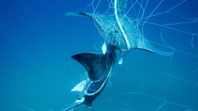 Devils Rays are another species often caught in commercial fishing nets. Picture: Supplied (Sea Shepherd Australia)