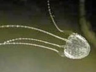 STINGER: Eight people have been taken to hospital in the past two weeks for suspected Irukandji jellyfish stings. Picture: Contributed