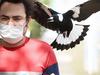 Victoria’s magpie swooping hot spots revealed