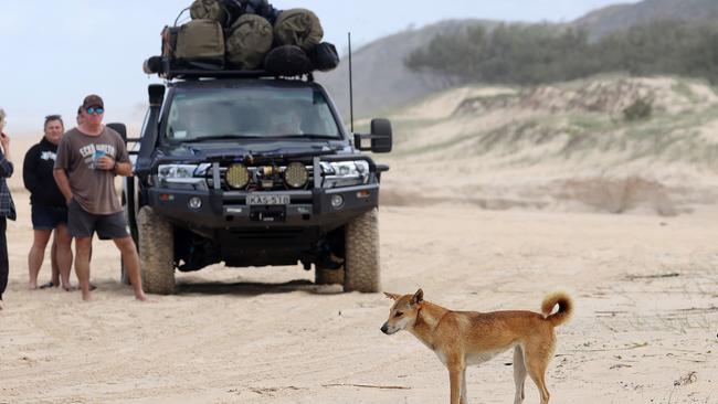 Dingoes and tourists on the beach at K’gari this week. Picture: Liam Kidston