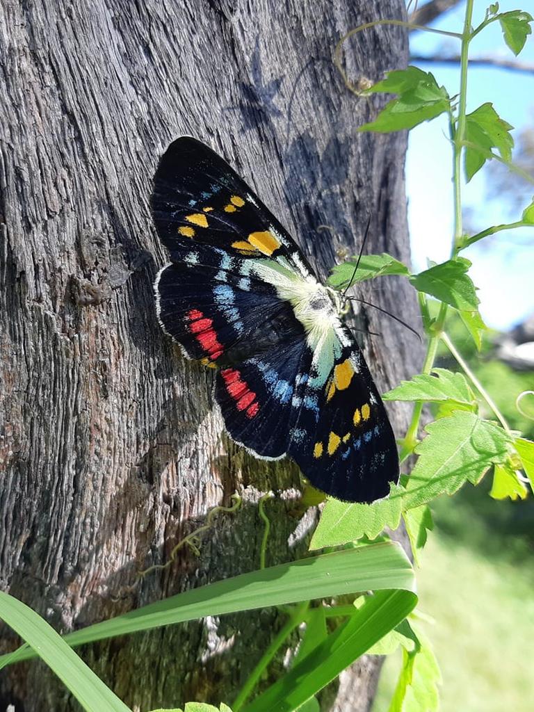 Thanks to Phillip Trivett for this shot of a butterfly at Jetty Beach. Coffs cover image.