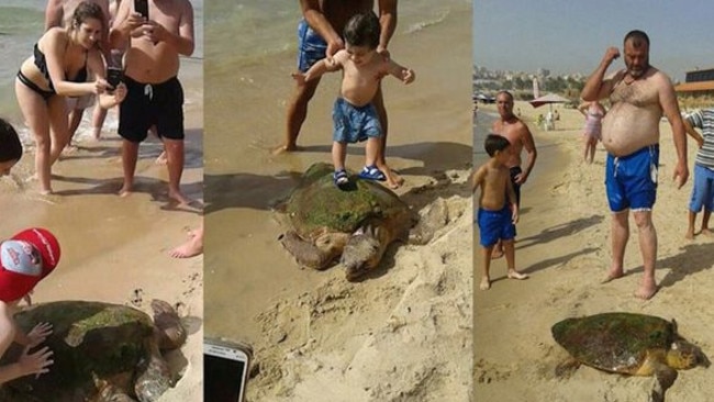 An endangered turtle is fighting for life after allegedly  being dragged from the sea by tourists, stepped on and beaten. Picture: Greenarea.me