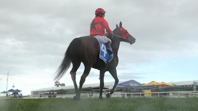 Elson Boy (Chelsea Hillier) heads back to the mounting yard after winning at Scone in May. Picture: Jeremy Ng / Getty Images