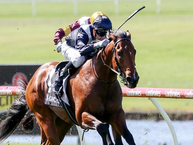 Unbeaten colt I Am Unstoppable will take on a pair of top quality three-year-olds in Saturday's Group 3 Vain Stakes at Caulfield. Picture: Racing Photos via Getty Images.