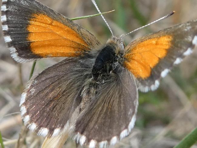 Green Adelaide is launching a project to bring more  butterflies back to Adelaide streets. Chequered copper butterfly. Picture: Greg Coote