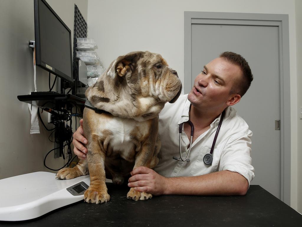 Southern Cross vet Dr Sam Kovac with a bulldog called Shiitake. ‘Brachycephalic’ breeds fare worst when travelling by air. Picture: John Appleyard