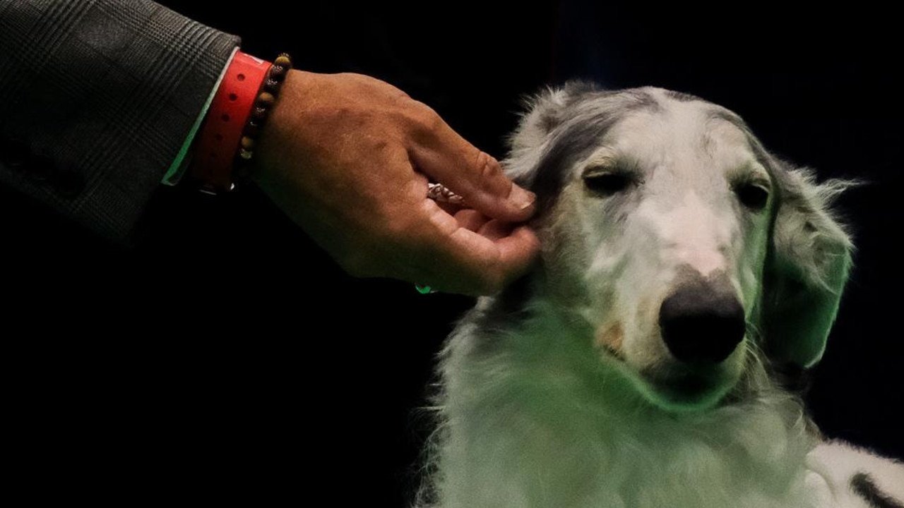 Round of a-paws: Melbourne dog wins best in breed at Crufts