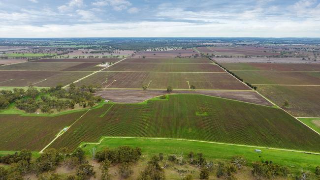 Treasury Wine Estates have sold their 488ha Bordertown Vineyard Portfolio, located in southeast South Australia.