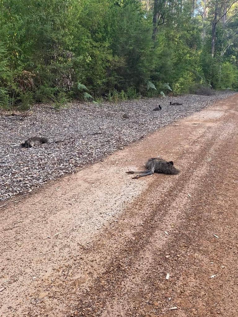 The father of the chicks, which wildlife carers believed would have likely been in the area when they were hit, has not yet been found by rangers. Picture: Facebook / Amaris Wildlife Rehabilitation Sanctuary