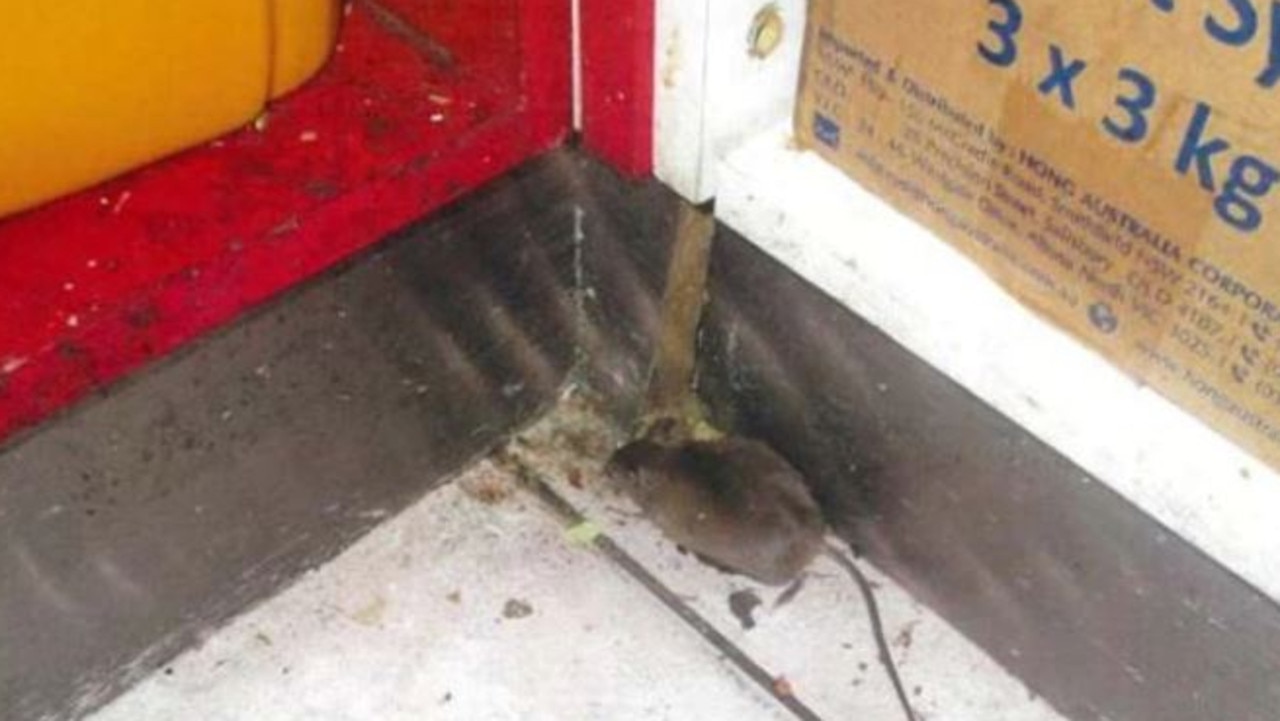 Trang Restaurant on Hardgrave had a number of issues reported in 2021-2022 including a dead mouse located in the restaurant’s storage area. Picture: Supplied