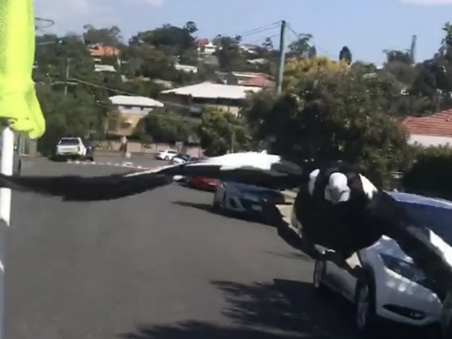 A swooping magpie attacks postie Jeff Kreis.