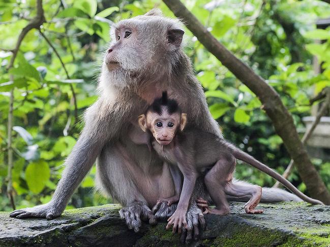 Small macaca fascicularis baby and mother in green Ubud Monkey Forest, Bali, Indonesia Picture: Istock