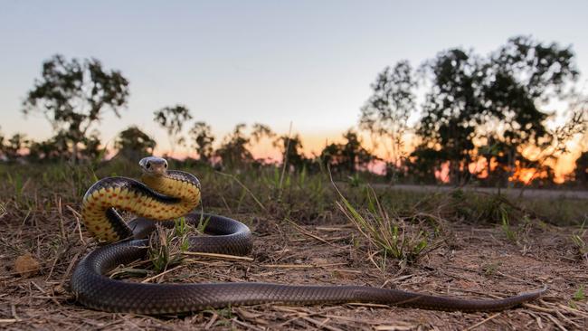 Mr Midtun captured this “gorgeous, but deadly” eastern brown snake, the second most venomous snake in the world, from the bathroom of a Townsville home recently. Picture: Halvard Aas Midtun Photography