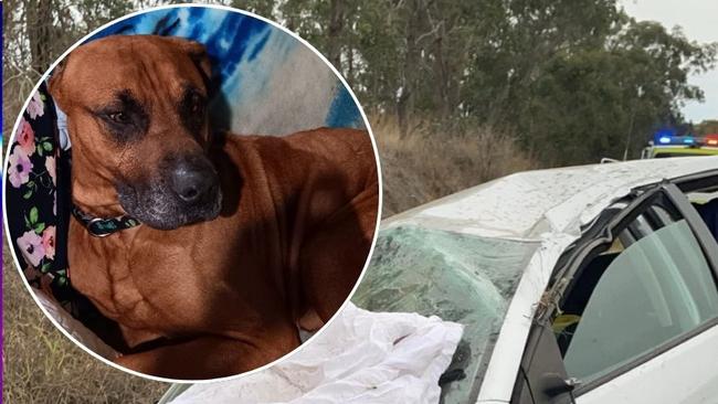 Yoda the mastiff cross rottweiler was found safe a week after a car crash near Murgon.