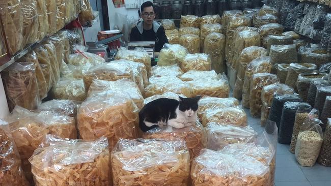 This cat guarding a pile of shark fins.