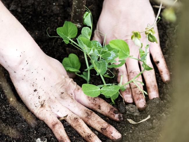 Planting out - Stock Image