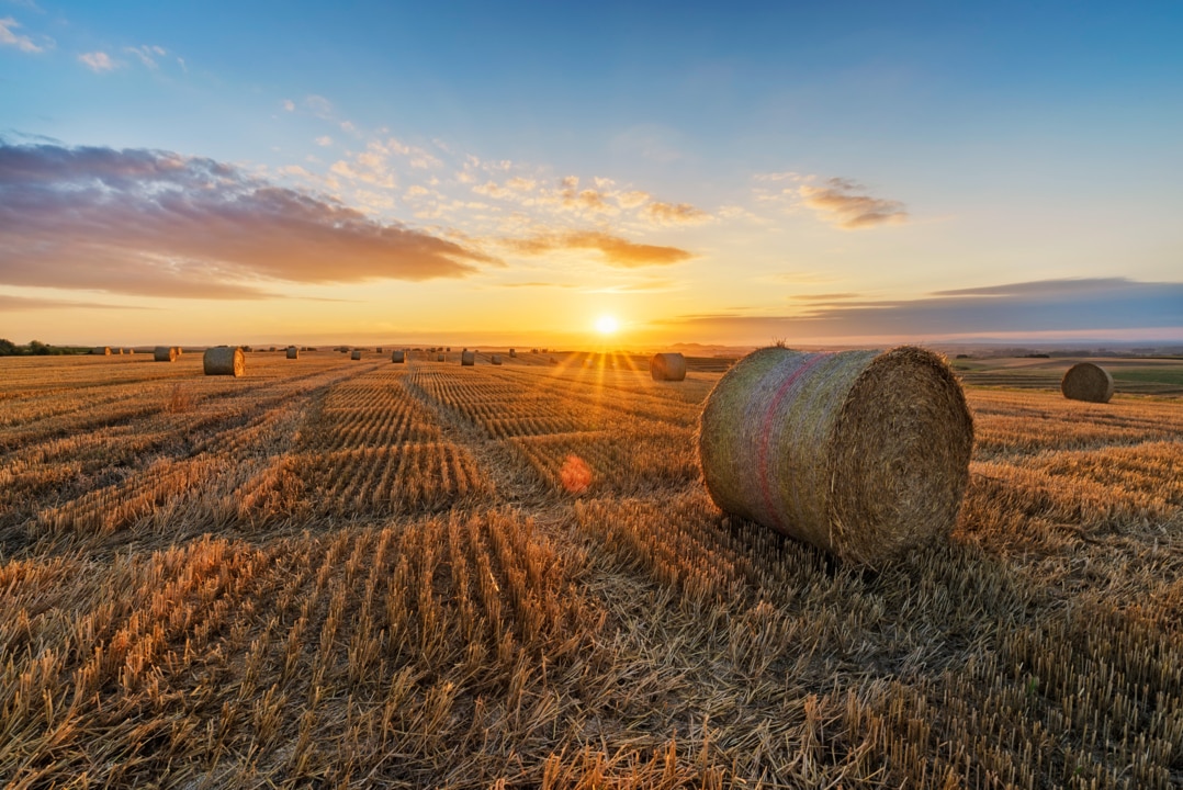 SA farmers divide agriculture industry with modified crops 