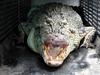 ‘Outrageous’: Leaders react to possible crocodile cull