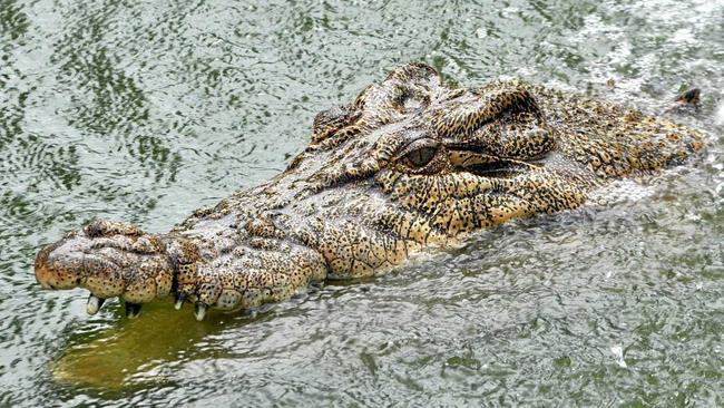 Supplied undated photo obtained Wednesday, Dec. 22, 2010 of Charlie the Crocodile, whose owner is facing a legal battle to keep him, swimming in his pool on the Casey family's cane farm south of Proserpine, North Queensland.  John Casey, 49, was just two years old when Charlie joined his family as a six-inch hatchling after her mother was shot by a hunter in 1963 and is now receiving a long list of demands from state government if he wants to keep Charlie at home. (AAP Image/Townsville Bulletin) NO ARCHIVING, EDITORIAL USE ONLY. Picture: TOWNSVILLE BULLETIN