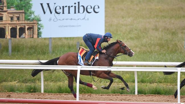 Anthony Van Dyck during trackwork at Werribee. Picture: Racing Photos via Getty Images