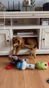 Puppy refuses to give up sleeping spot