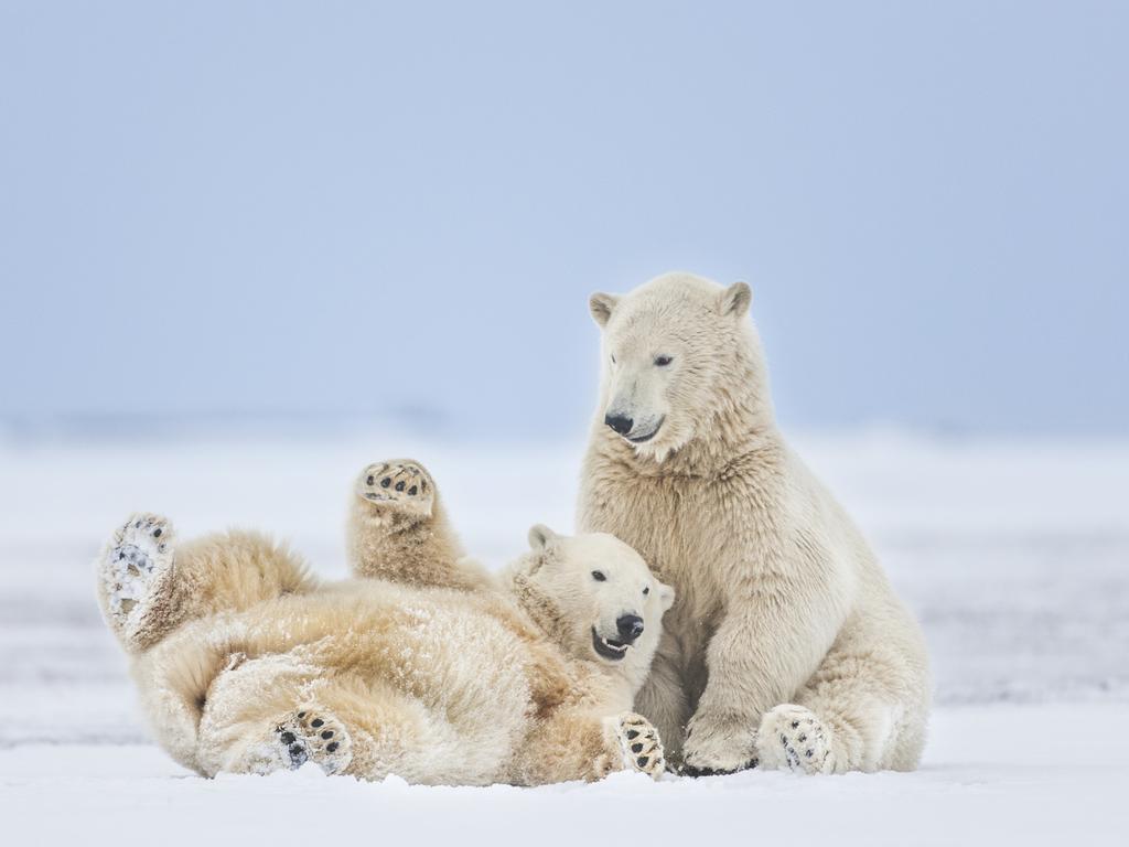 Bird flu has also claimed a polar bear in Alaska, in the first known case. Picture: Getty Images