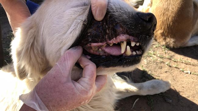 Golden retriever Cody (pictured) was found to have dental disease. Picture: Supplied/RSPCA