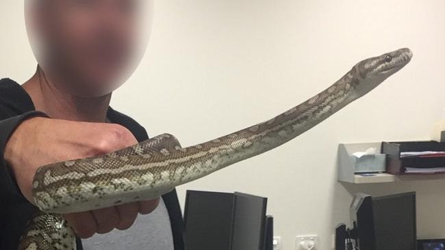 Police find snake at Parramatta Train Station in a pillowcase | Daily ...