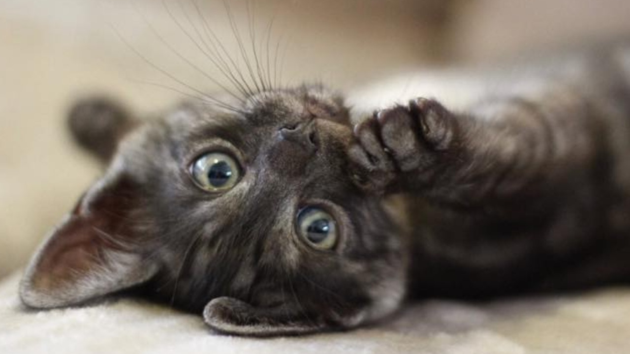 Miss Pearls best friend Miss Willow . Also loves cuddles and the lounging on the couch. Picture: Cathy Moroney. Cutest cats in Wynnum.