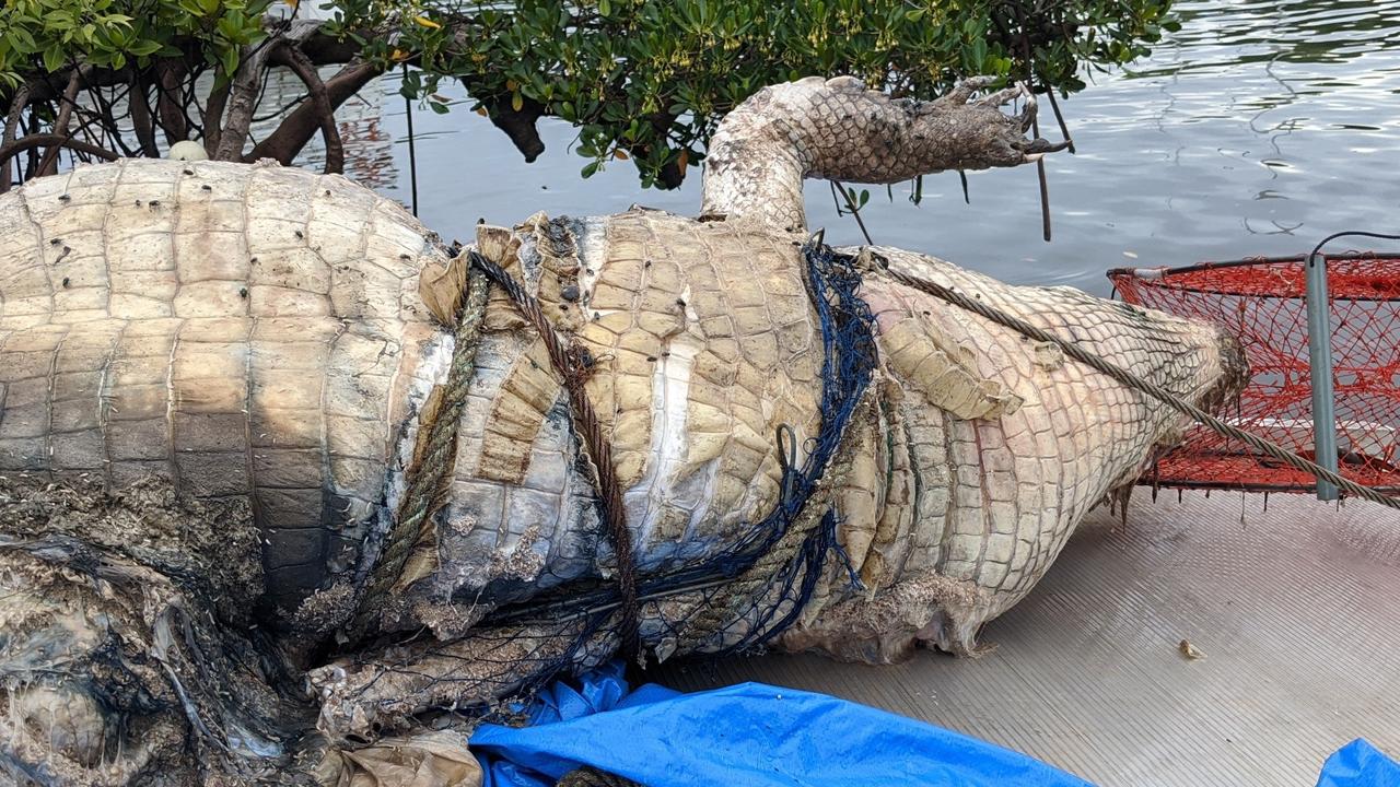 Port Douglas: Large croc at Dickson Inlet dies caught up in fishing ...