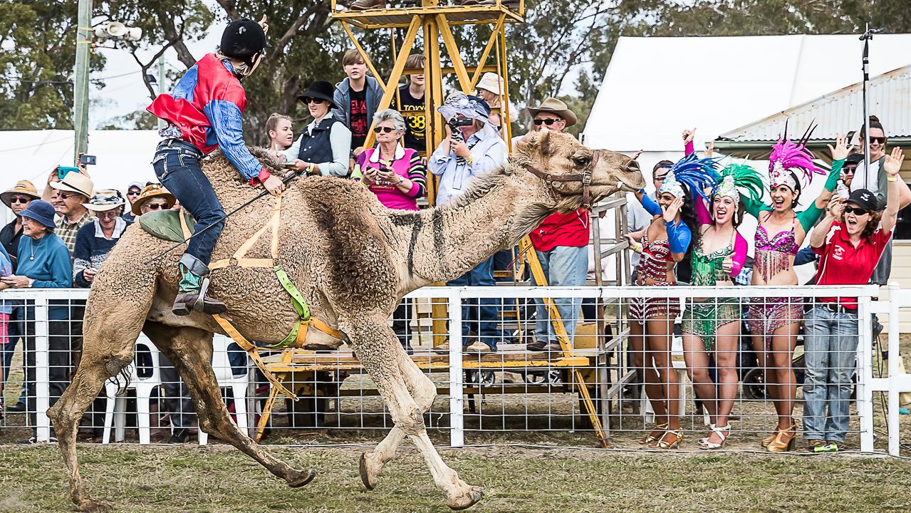 The famous camel races are a huge draw card for crowds visiting the Tara Festival of Culture.