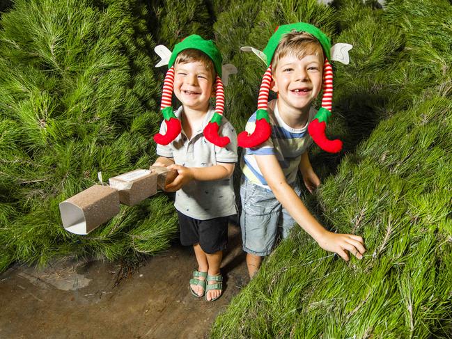 Ben, 3, and Harry, 6, Turner from Burleigh Heads choose their Christmas tree from Gold Coast Christmas Trees on the Gold Coast. Picture: Nigel Hallett