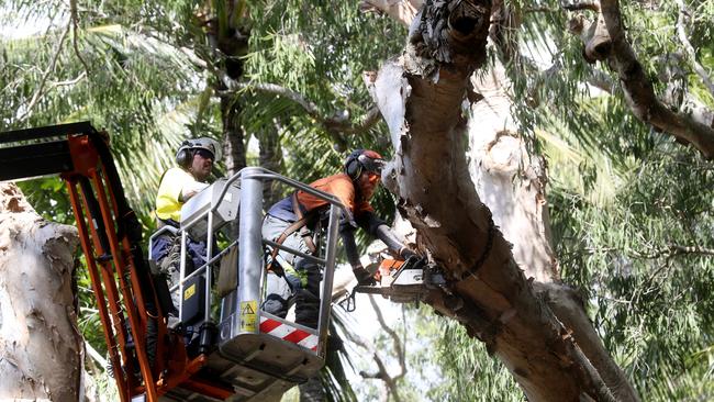 The giant melaleuca tree on Williams Esplanade, Palm Cove being cut down in 2020.