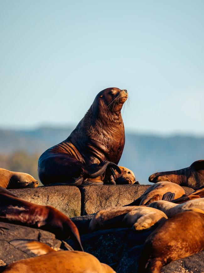 Canadian fur seals on the British Columbian coast.