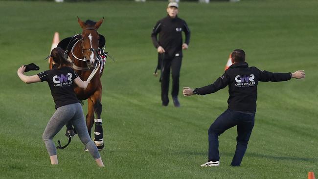 The team at Chris Waller Racing work to capture Via Sistina after she became loose at Breakfast With The Best at The Valley this morning Picture: Michael Klein