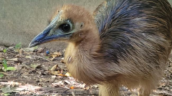 Orphaned cassowary chick, Bunji, who was found by the side of the Bruce Highway between Tully and Cardwell.