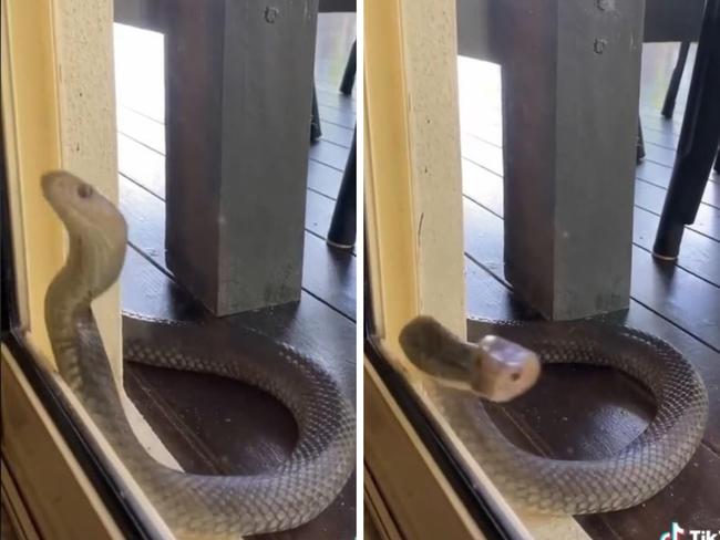 Deadly snake knocks on Qld family’s door