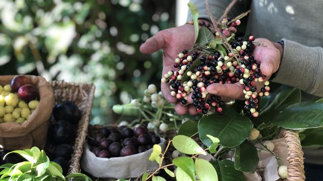 Tropical Fruit World is opening up to farm tours again form July 4, offering visitors the opportunity to learn about bush tucker and enjoy some farm foraging from their orchards.