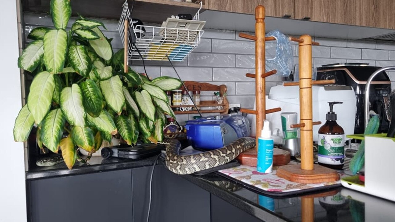 A carpet python found on a kitchen counter in Brisbane’s Chapel Hill. Picture: Snake Catchers Brisbane and Gold Coast