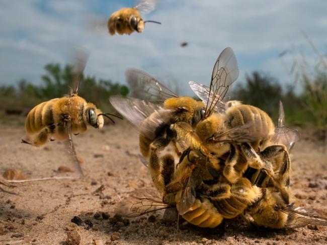 Wildlife Photographer of the Year -  :Karine Aigner wins Wildlife Photographer of the Year 2022American photographer Karine Aigner was announced as this year’s Wildlife Photographer of the Year for her remarkable image of a buzzing ball of cactus bees spinning over the hot sand on a Texas ranch. : Karine Aigne Please credit the photographers clearly and appropriately as well as the Wildlife Photographer of the Year competition which is developed and produced by the Natural History Museum. , ,  , , If these are shared on social media, please ensure you use the watermarked low-res versions and tag the competition and use our hashtag, #WPY58.