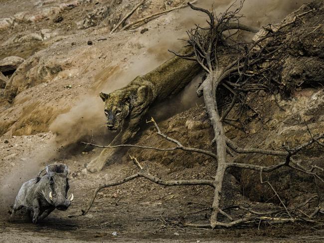 An old lioness finally had a moment to strike after lying in wait to ambush a passing animals. Picture: Federico Veronesi/Wildlife Photographer of the Year/Natural History Museum