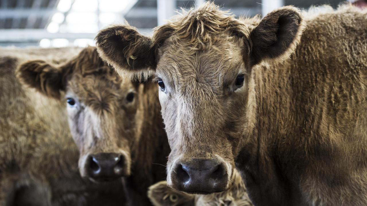 Sky high: Records have been smashed at livestock sales as strong demand for herd rebuilding pushes livestock prices up.