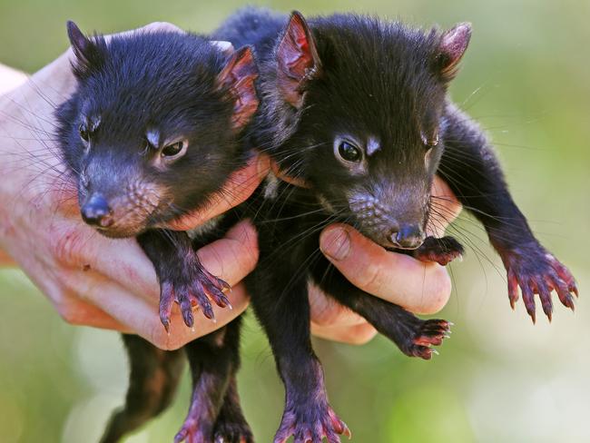 The Australian Reptile Park on the Central Coast is experiencing a spring baby boom with keepers run off their feet making sure the new borns are being looked after. Itchy and Scratchy the 6-month-old Tasmanian devils. Picture: Toby Zerna