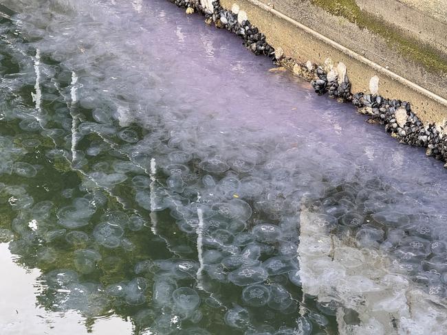 Moon Jellyfish blooming at Hobart's waterfront on January 23, 2025. Picture: Lisa Gershwin