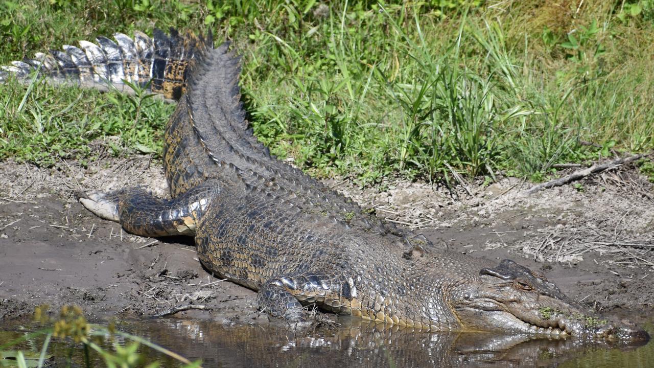 Saltwater crocodile numbers explode on North Queensland farm ...